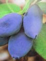 Lonicera kam. 'Blue Velvet' - Honigbeere - Maibeere -winterharte Pflanze 30-50cm