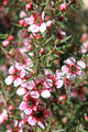 SAMEN Die Blüten der Südseemyrte liefern den wertvollen Manuka Honig.