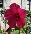 SAMEN exotische Samen Riesen HIBISKUS Blütenpracht Zierpflanze Sämereien Sommer