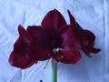 @ (◕‿◕)@ Amaryllis Hippeastrum Ritterstern " Grand Diva "