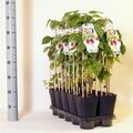 Rubus ideaus 'Autumn Bliss' - Himbeere 20-40 cm Obstpflanze topfpflanze