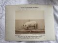 Altes Albumin Foto 1 Preis Dresden 1898 großes weißes englisches Schwein Rarität