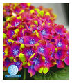 Freiland-Hortensien SAXON® Schloss Wackerbart 1 Pflanze Hydrangea macrophylla