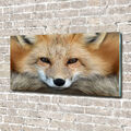 Glas-Bild Wandbilder Druck auf Glas 140x70 Deko Tiere Fuchs