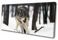 White Wolf Wild Snowy Woods Animals SINGLE Leinwand Kunst Bild drucken