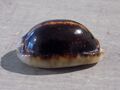 Coquillage : NEW CYPRAEA M.ARABICA  NIGER /ROSTREE de 53.2 mm NLL CALEDONIE