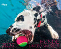 Hunde unter Wasser 2025 | Seth Casteel | Kalender | 14 S. | Deutsch | 2025