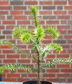 Chilenische Schmucktanne Andentanne Araucaria - Araucana 20 - 30 cm