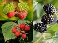 Hartbeeren im Gartenpaket - 3 Arten - Beere - Rubus - 55+ Samen V 170