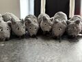 1 IKEA MAUS GOSIG MUS Stofftier Plüsch Kuscheltier Grau NEU