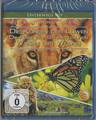 Die Königin der Löwen Reise des Schmetterlings Waisen der Wildnis Blu Ray NEU 