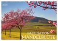 Sulamay Fillinger | FASZINATION MANDELBLÜTE (Wandkalender 2025 DIN A3 quer),...