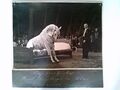 Zirkus, Karel Strassburger, Dressur Pferd mit Schlafanzug im Bett, Fotografie, d