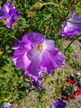 SAMEN der blau-violette Hibiskus ist eine wahre Pracht im Garten !