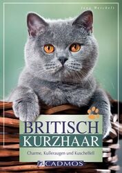 Britisch Kurzhaar Charme, Kulleraugen und Kuschelfell Weichelt, Jana: