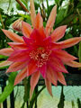 Epiphyllum Blattkakteen Hybride " Royal Rose "