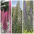 15 ECHIUM 3 Farben MIX_Tower of Jewels Samen---Blumensamen--Pflanzensamen