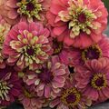 Zinnie 'QUEEN RED LIME' 10 Samen ZINNIA ELEGANS seeds SCHNITTBLUME