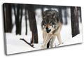 White Wolf Wild Snowy Woods Animals SINGLE Leinwand Kunst Bild drucken