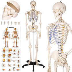 Menschliches Stativ Skelett Modell Anatomie Lehrmodell + Abdeckung + Poster