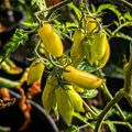 Tomate Dancing Green Fingers - Saatgut Samen - Samenfest 