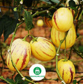 Pepino Birnenmelone 10 Samen Solanum Muricatum Melon Nokihome Seed- Dua Pepino