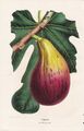 Figuier de Brunswick Feige Feigenbaum fig pomology Pomologie Litho Morren