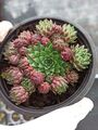 Sempervivum Roling Stone