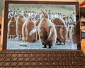 Microsoft Surface Pro 4 12,3" (128GB SSD, Intel Core I5-6300U, 2,40 GHz, 4GB RAM)