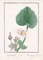 Martynia Proboscidea Devil's claw Blume botany flower Aquarell drawing 1830