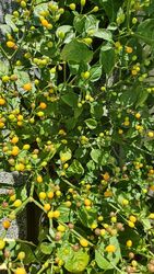 Chilisamen "Aji Charapita" 15 Samen / Teuerste Chilli der Welt / Bio Saatgut