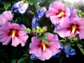 Gartenhibiskus, Straucheibisch, Hibiskus Samen, rosa ,lila, blau ca. 20 Stück