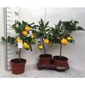 Zitronenbaum Meyer -Lisa- 30 cm ohne Früchte Citrus Meyer Lemon 