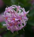 SAMEN Samen aus dem Garten Eden: POMPOM-BAUM exotisch blühend Wintergarten Balk