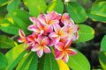 10 Samen Frangipani Plumeria rubra Zierbaum Strauch Blüten Baum Duft