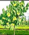 Indianerbanane Pawpaw Prima Sunflower Pflanze Baum winterhart Mango Vanille 