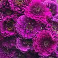 Zinnie 'BENARY'S GIANT PURPLE' 10 Samen ZINNIA ELEGANS seeds SCHNITTBLUME