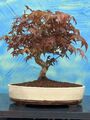 Joe Bonsai Acer Palmatum  SHOHIN " Deshojo " Jap.Fächerahorn Ahorn  Schale KP