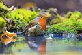 VLIES Fototapete-ROBIN-VOGEL-(3639V)-Natur Vögel See Fluss Tiere Herbst-Blätter