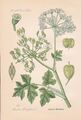 Heracleum sphondylium - Wiesen-Bärenklau THOME Lithoghraphie von 1886