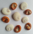 10 SHIVA EYES OPERCULUM SEA SHELL EYES DE SANTA LUCIA