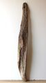Treibholz Schwemmholz Driftwood  1 XXL   Skulptur Basteln Dekoration 105 cm