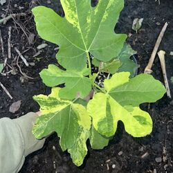 Ficus carica Jolly Tiger variegated Pflanze