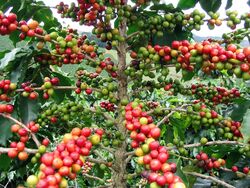 Arabica-Kaffee (Coffea arabica)  100 Samen , Bergkaffee oder Javakaffee Strauch