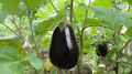 Aubergine Florida Market alte Sorte aus den USA robust auch f. Freiland geeignet