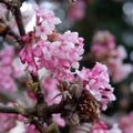 Duftender Winterschneeball Dawn Viburnum bodnantense  früh blühender Zierstrauch