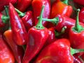 10 Samen Tap de Corti - Chillipaprika aus Mallorca - samenfest - Aussaat jetzt!