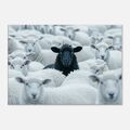 Das schwarze Schaf inmitten weißer Schafe | Wandbilder