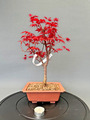 Bonsai Acer Palmatum Deshojo Ahorn Fächerahorn Nr. 4673 Laub abwerfend beliebt