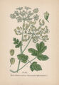 Wiesen-Bärenklau (Heracleum sphondylium) Chromo-Lithographie von 1891 hogweed